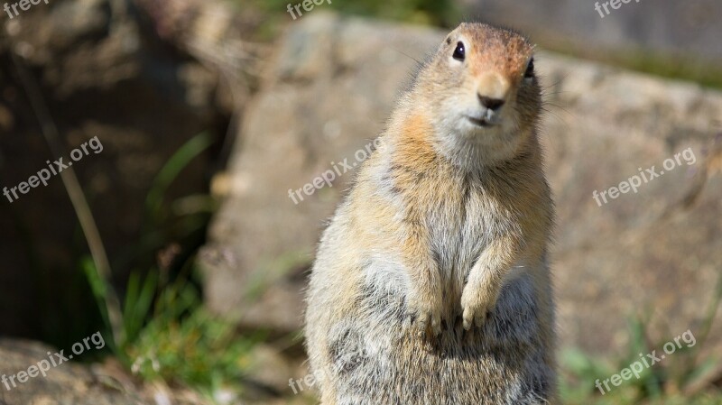 Arctic Ground Squirrel Wildlife Nature Outdoors Rodent