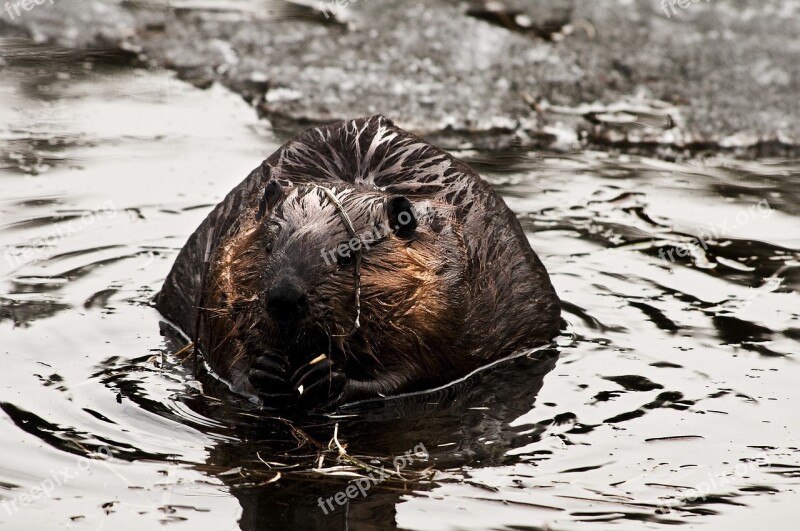 Beaver Rodent Animal Wildlife Nature