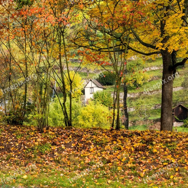 Autumn Leaves Green Yellow Red