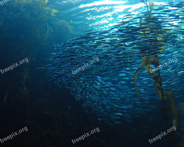 Fish School Swirl Underwater Ocean