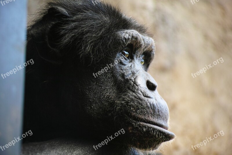 Chimp Monkey Face Profile Facial Expressions