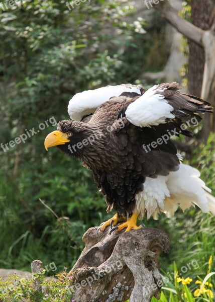 Giant Eagle Adler Bird Animal Zoo