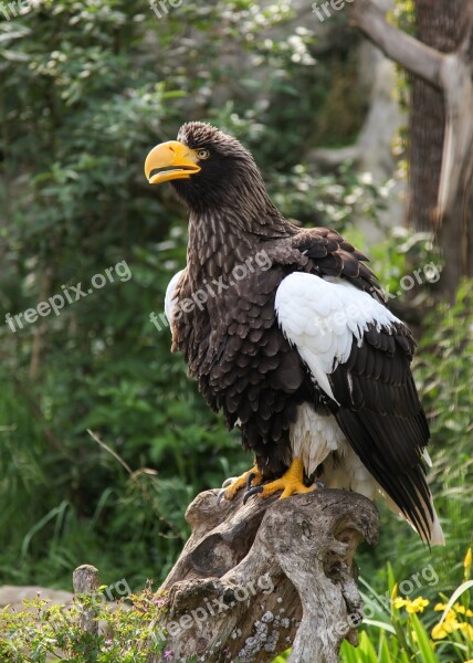 Giant Eagle Adler Bird Animal Zoo