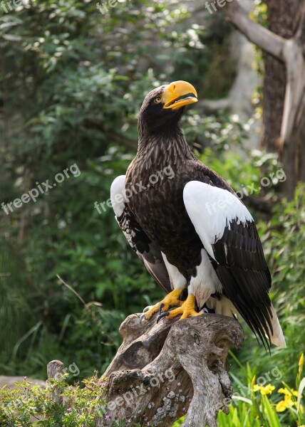 Giant Eagle Adler Bird Animal Zoo