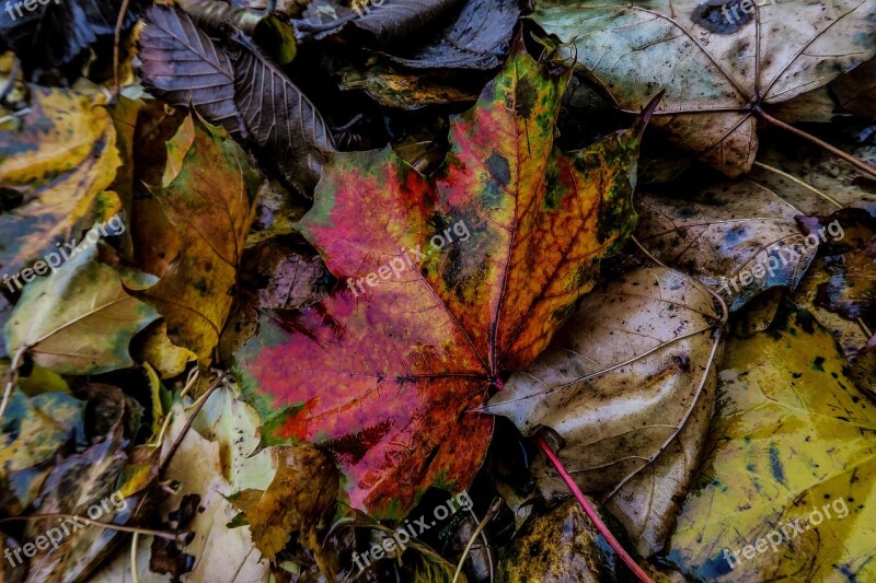 Nature Leaf Autumn Out Plants