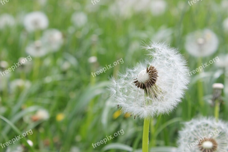 Meadow Green Grass Nature Daisy