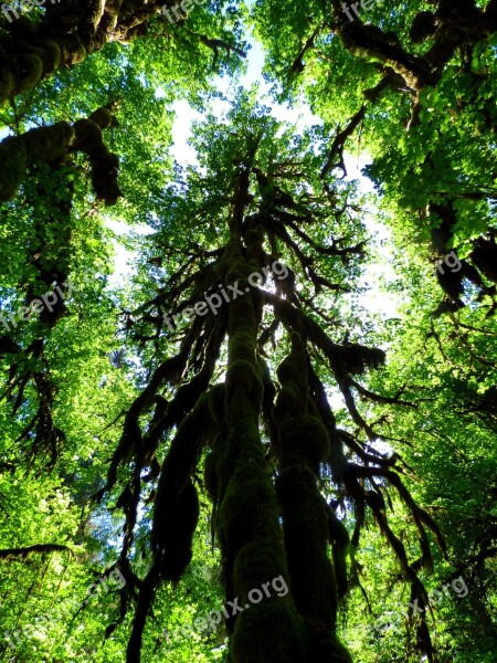 Tree Canopy Rain Forest Forest Moss