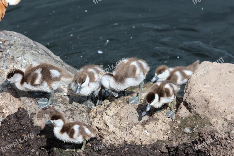 Ogar Chick Tadorna Ferruginea Duck Waterfowl