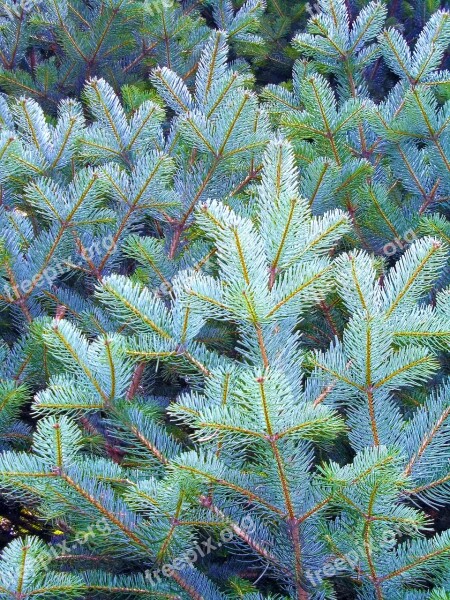 Pine Spruce Pine Needle Leaves Nature