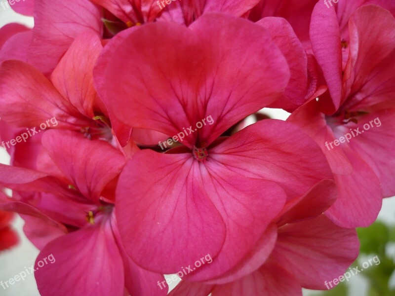 Geranium Flower Pink Beautiful Macro