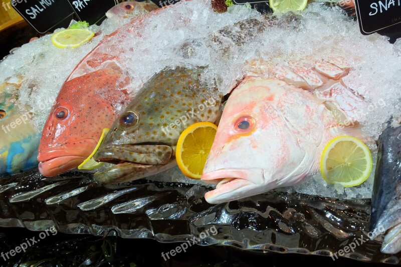 Fish Seafood Dinner Food Sea