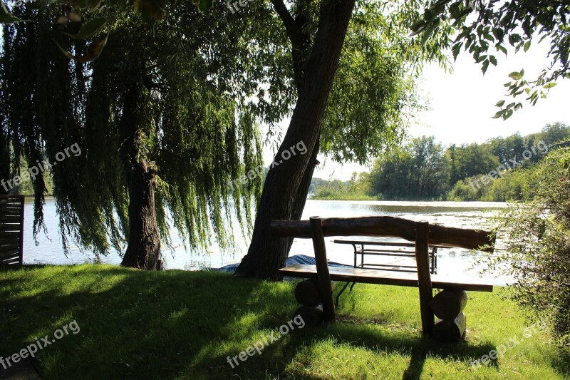 Lake Bank Tree Nature Wood