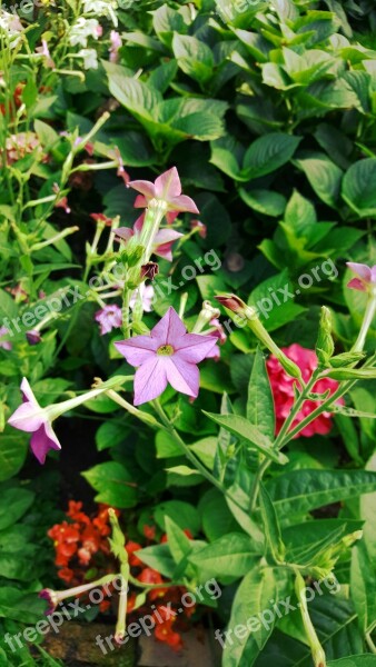 Garden Flowers Green Plant Spring