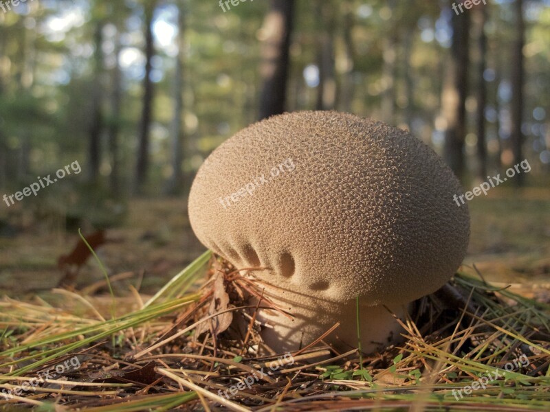 Mushroom Brown Forest Fresh Nature