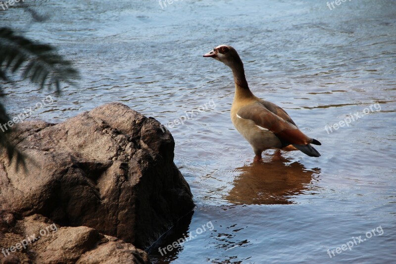 Egyptian Goose River Sanbonani Game Park 2014 Free Photos