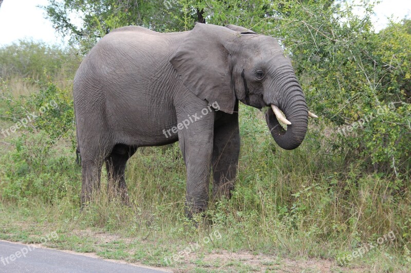 Elephant Grazing Kruger National Park 2014 Free Photos