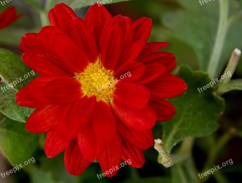 Red Daisy Flower Garden Nature Beauty