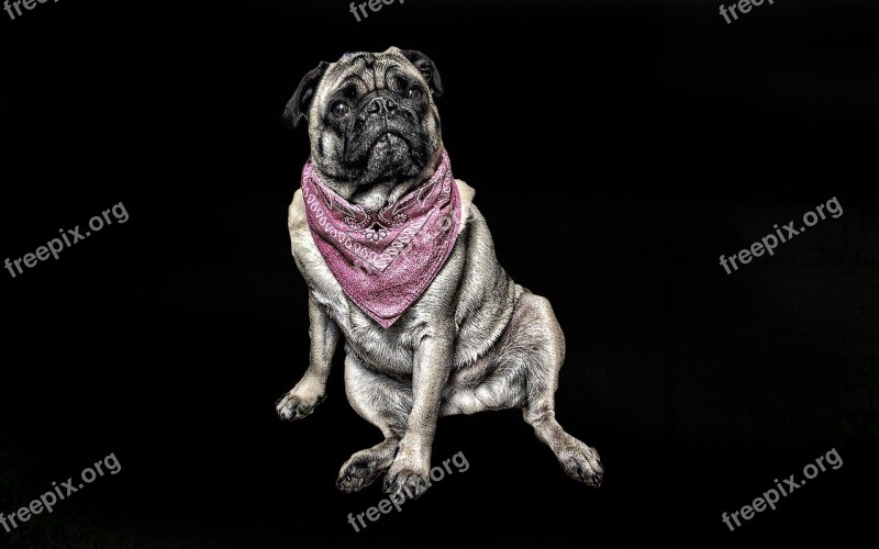 Pug Dog Studio Scarf Sitting