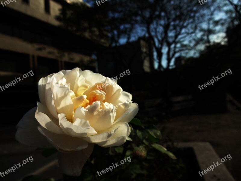 Orange Light Chinese Herbaceous Peony Peony Herbaceous Chinese