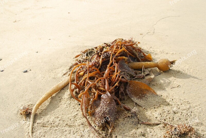 Seetank Coast Atlantic Nature Sand Beach