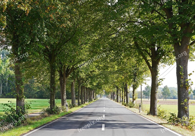 Road Lindenallee Münsterland Frühherbst Route