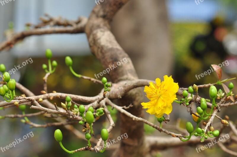 Grass Floral Flower Herbal Botanical