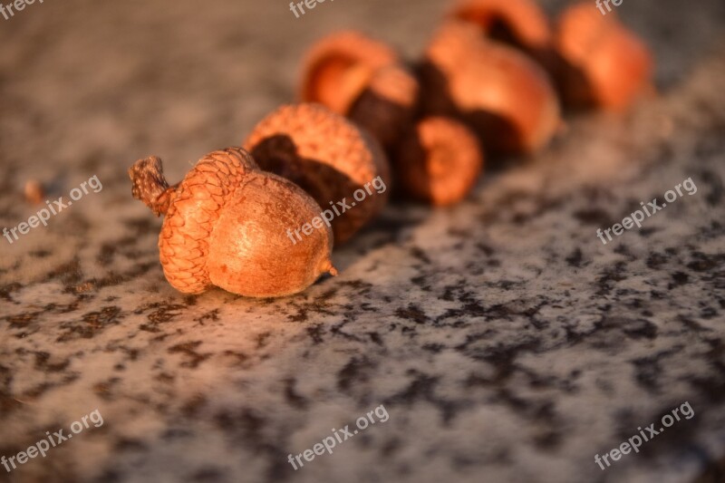 Acorns Close Up Beautiful Nature Brown