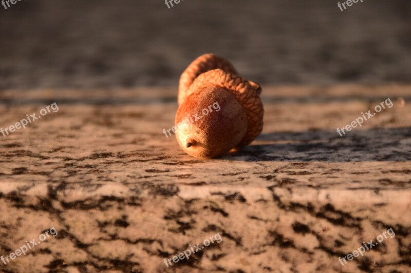 Acorns Close Up Beautiful Nature Brown