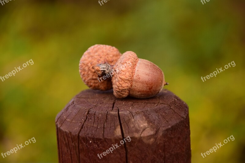 Acorns Close Up Beautiful Nature Brown