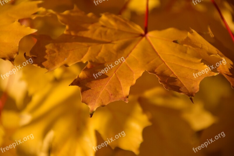 Autumn Fall Foliage Yellow Maple Maple Leaf