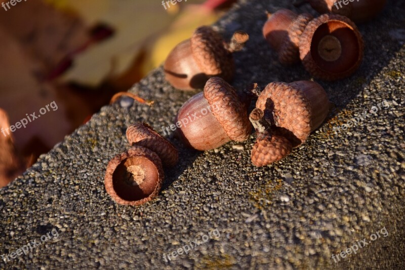 Acorns Seeds Close Up Nature Autumn