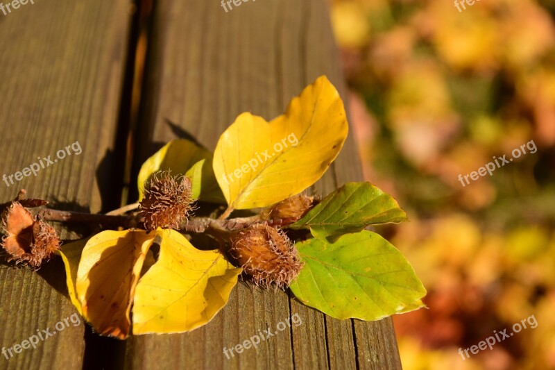 Autumn Seeds Nature Close Up Seeds Was