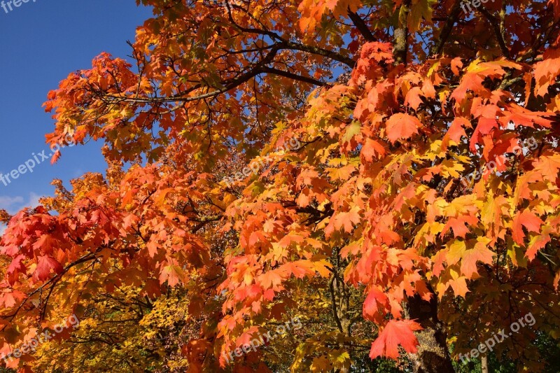 Autumn Fall Foliage Leaves Forest October