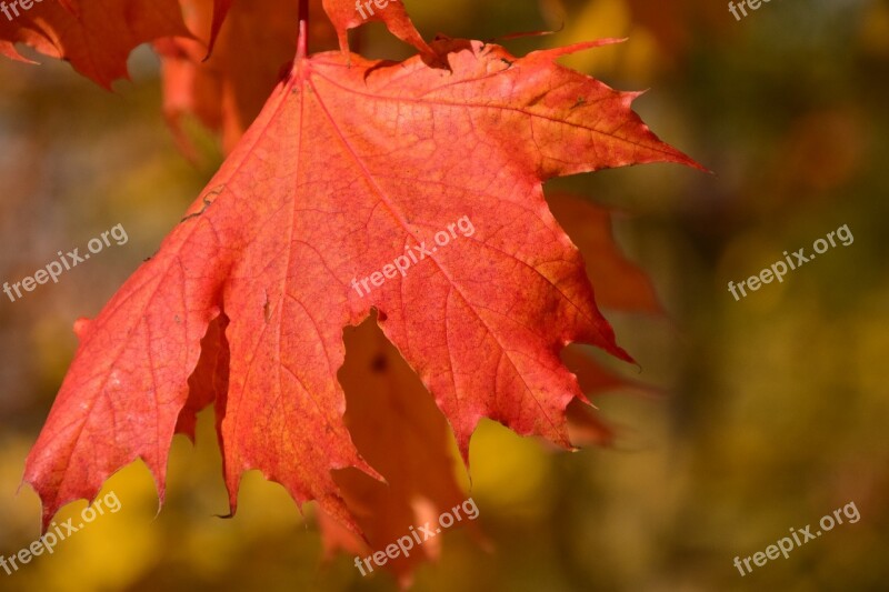 Leaf Maple Autumn Red Maple Leaf