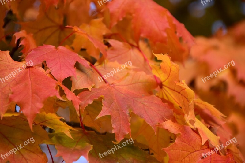 Leaves Fall Foliage Autumn Leaf Yellow