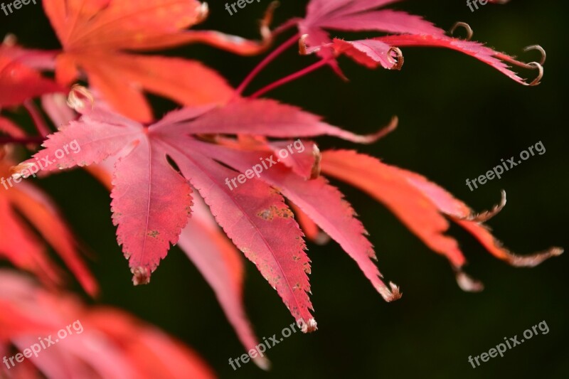 Maple Red Autumn Leaves Nature