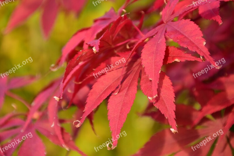 Maple Red Autumn Leaves Nature