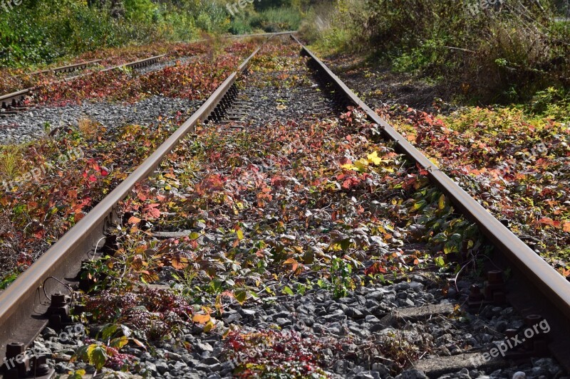 Rails Autumn Nature Track Train