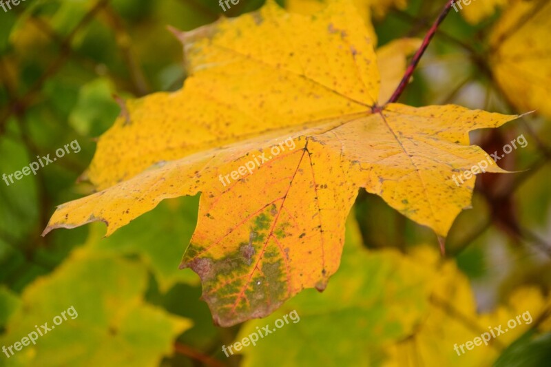 Leaf Autumn Leaves In The Autumn Fall Foliage Leaves