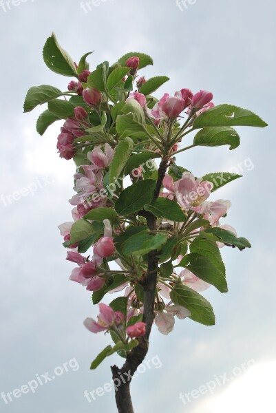 Nature Cherry Blossom Lower Saxony Old Country Free Photos