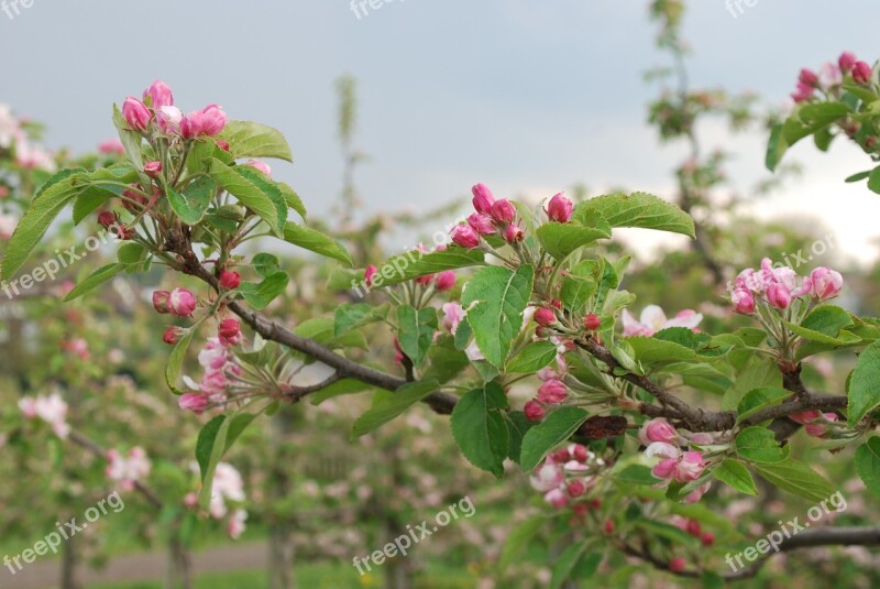 Nature Cherry Blossom Lower Saxony Old Country Free Photos