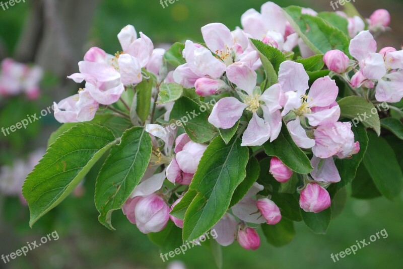 Nature Cherry Blossom Lower Saxony Old Country Free Photos