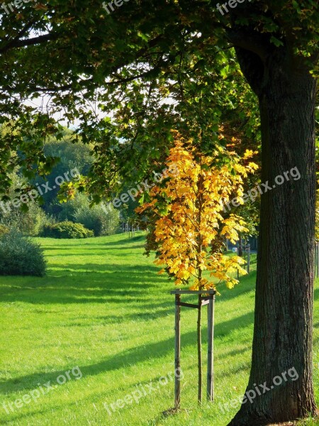 Autumn Autumn Leaf Fall Color Leaves Autumn Colours