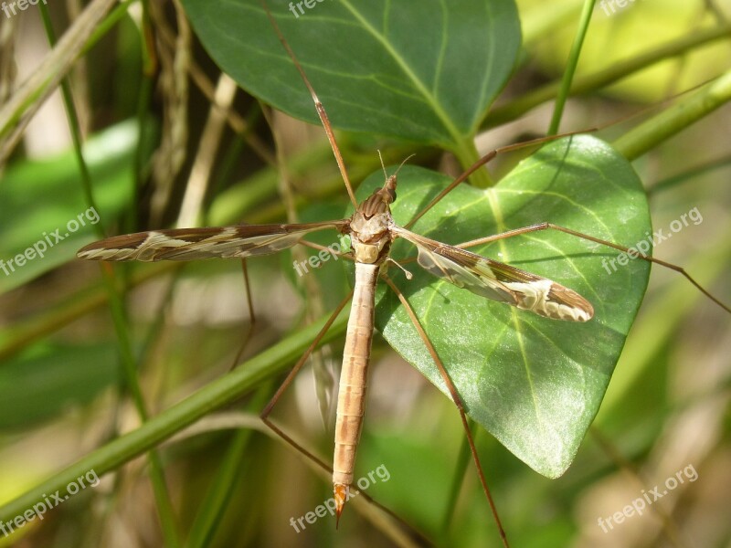 Mosquito Long-legged Insect Insect Sting Giant Mosquito