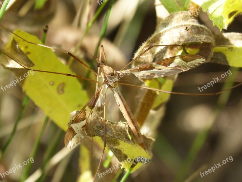 Moquito Long-legged Insect Insect Sting Giant Mosquito