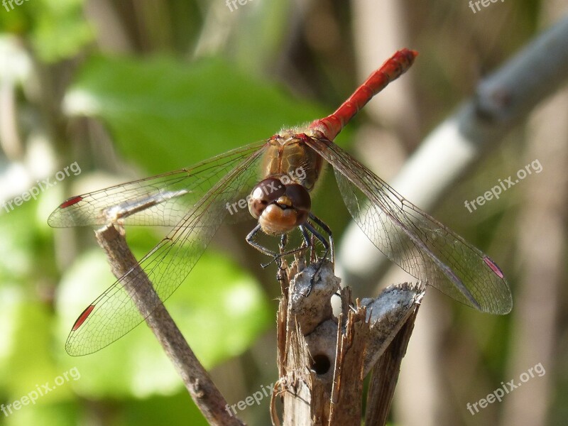 Dragonfly Red Dragonfly Branch Winged Insect Sympetrum Striolatum