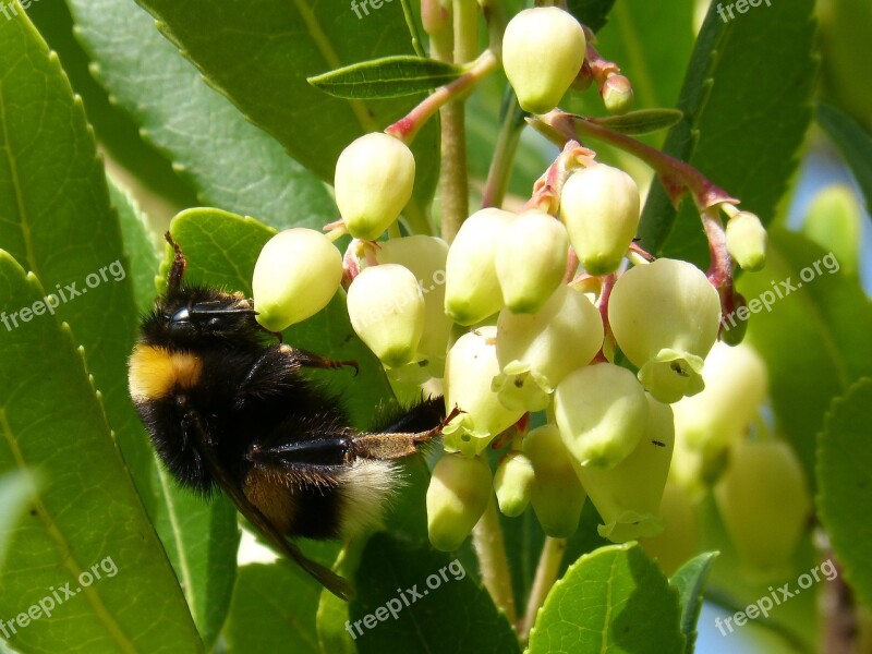 Bumblebee Drone Strawberry Tree Arbutus Flower Libar