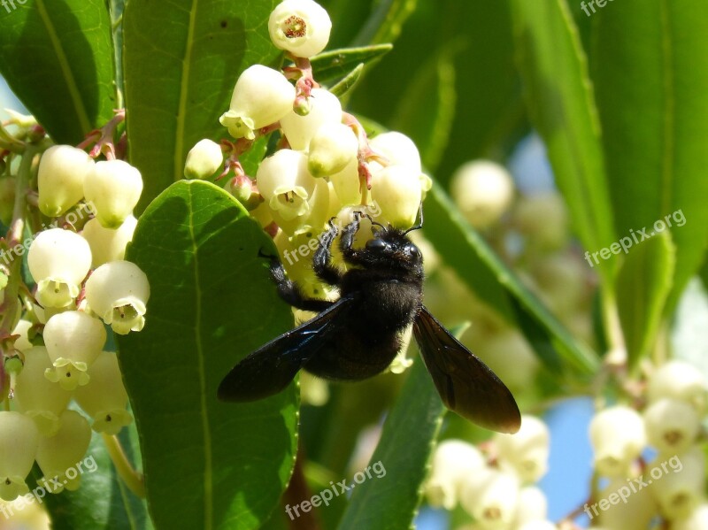 Bumblebee Wood Xylocopa Violacea Libar Strawberry Tree Arbutus Flower