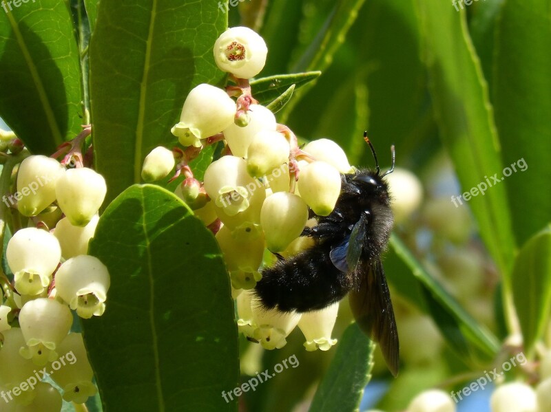 Bumblebee Wood Xylocopa Violacea Libar Strawberry Tree Arbutus Flower