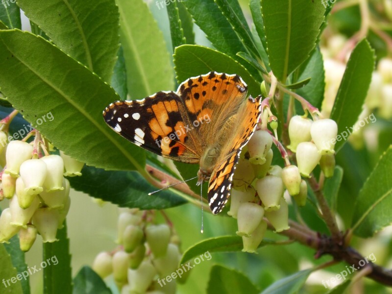 Butterfly Libar Arbutus Flower Strawberry Tree Vanessa Cardui